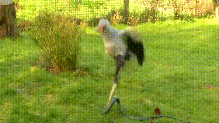 뱀들의 천적이라는 맹금류 .gif | 인스티즈