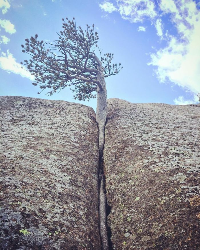 죽기를 거부하는 질긴 생명력 | 인스티즈