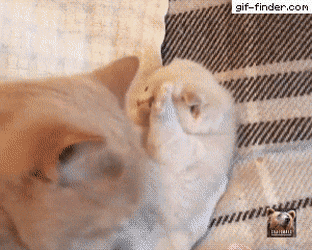 거나하게 취해서 퇴근하신 아빠 특징.gif | 인스티즈