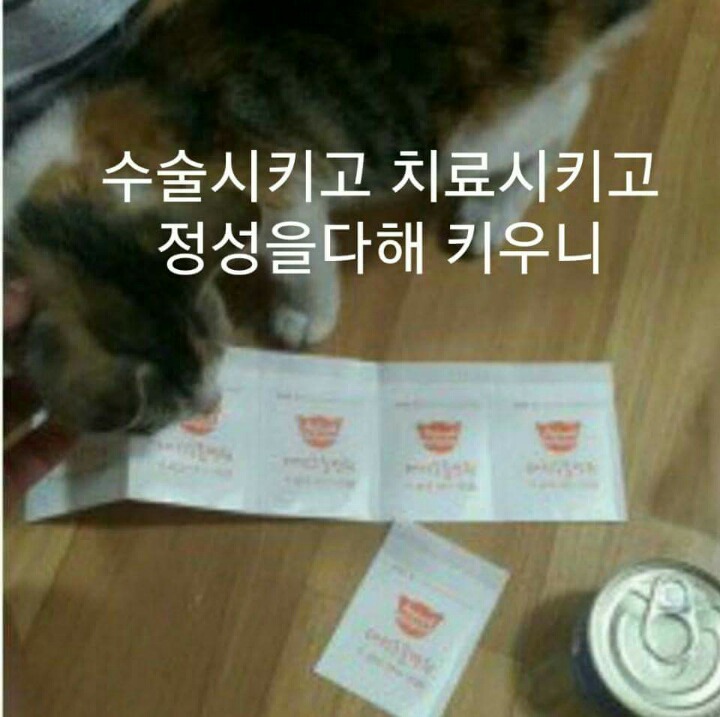 차라리 날 죽여...라는 제목으로 올라온 글(feat 집사).jpg | 인스티즈