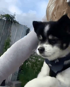 자전거 댕댕이.gif | 인스티즈