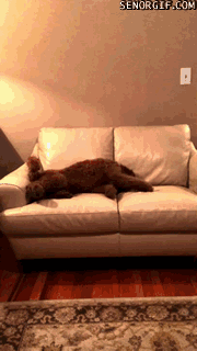 악몽 꾸는 친구를 본 강아지의 반응.gif | 인스티즈