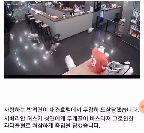 노원역 애견카페에서 무참히 도살 | 인스티즈