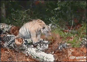 개를 노리는 호랑이 .gif | 인스티즈