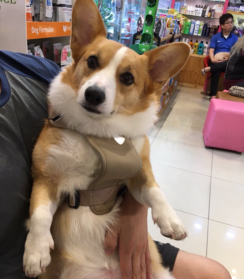 사랑둥이 백호 사진을 가져와 보았어요 | 인스티즈