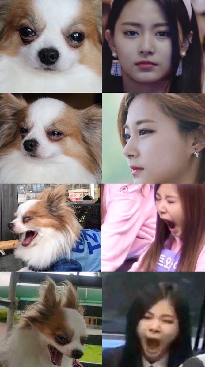 트와아스) 강아지와 강아지 주인 | 인스티즈