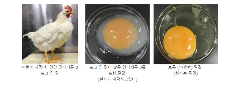 일본에서 1개 30억원짜리 알 낳는 닭 만듬.jpg | 인스티즈