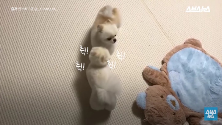 강아지가 신이 나면 재채기 하는 이유 | 인스티즈