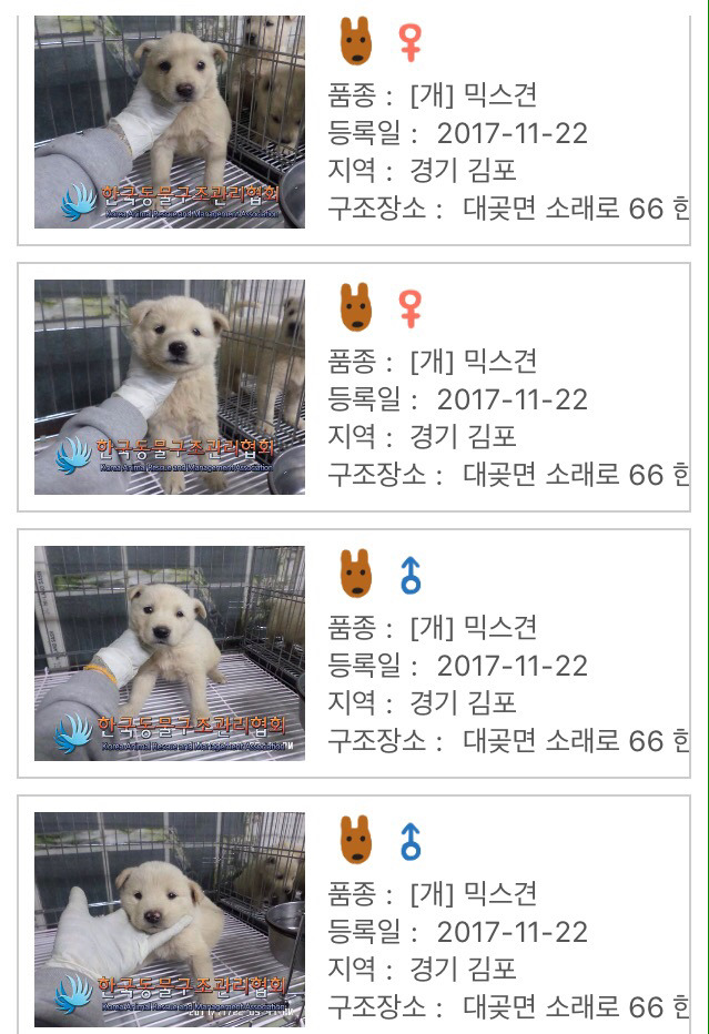 이번주 안락사예정 유기견아이들 꼭 공유부탁드려요 | 인스티즈