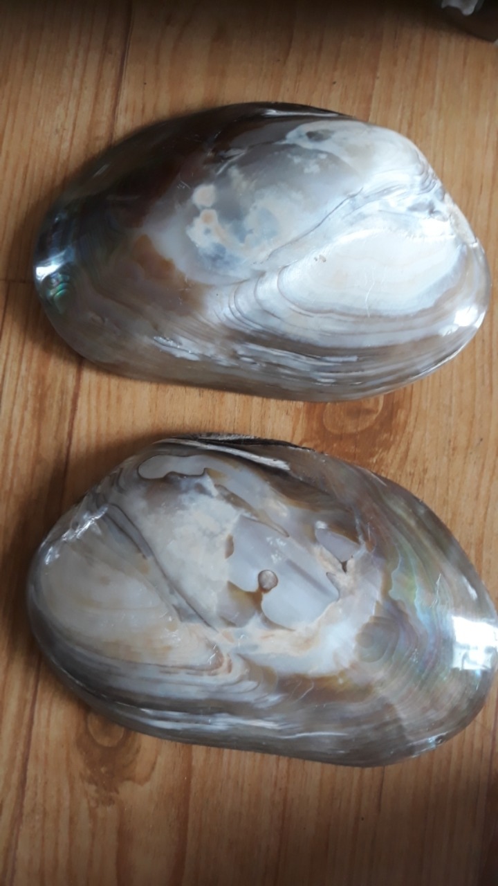 산호진주 이미지