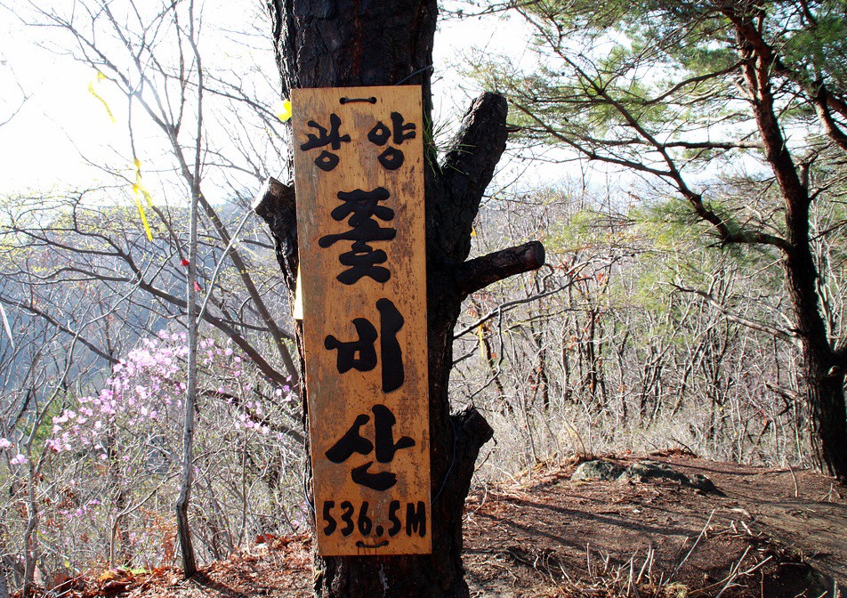 비산청과 이미지