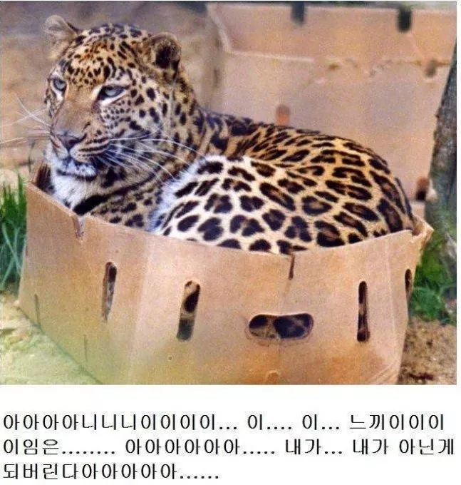 고양이과 동물의 공통점 | 인스티즈