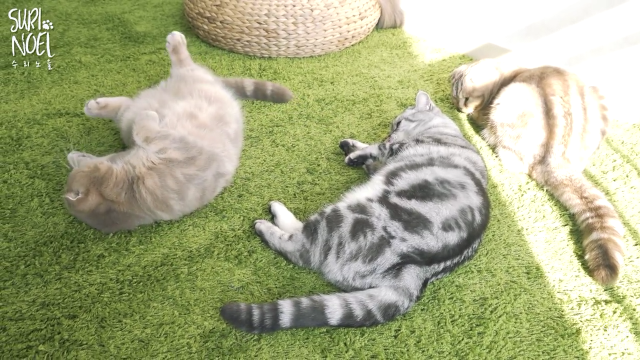 보고 있으면 힐링 되는 고양이 유튜브 채널 | 인스티즈