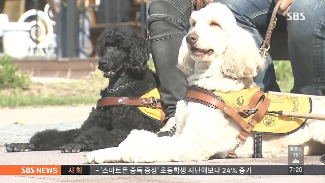 시각 장애인 안내견 식당 출입금지.jpg | 인스티즈