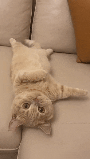 집사 유혹하는 냥이.gif | 인스티즈