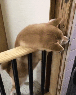 주인 격하게 반기는 개.gif | 인스티즈