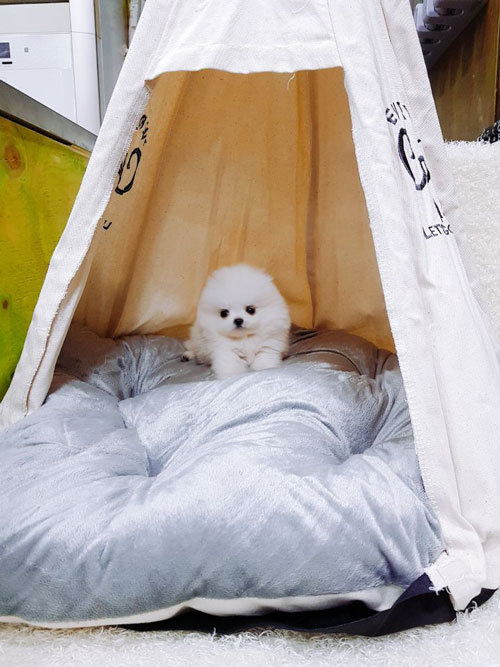내영 이미지