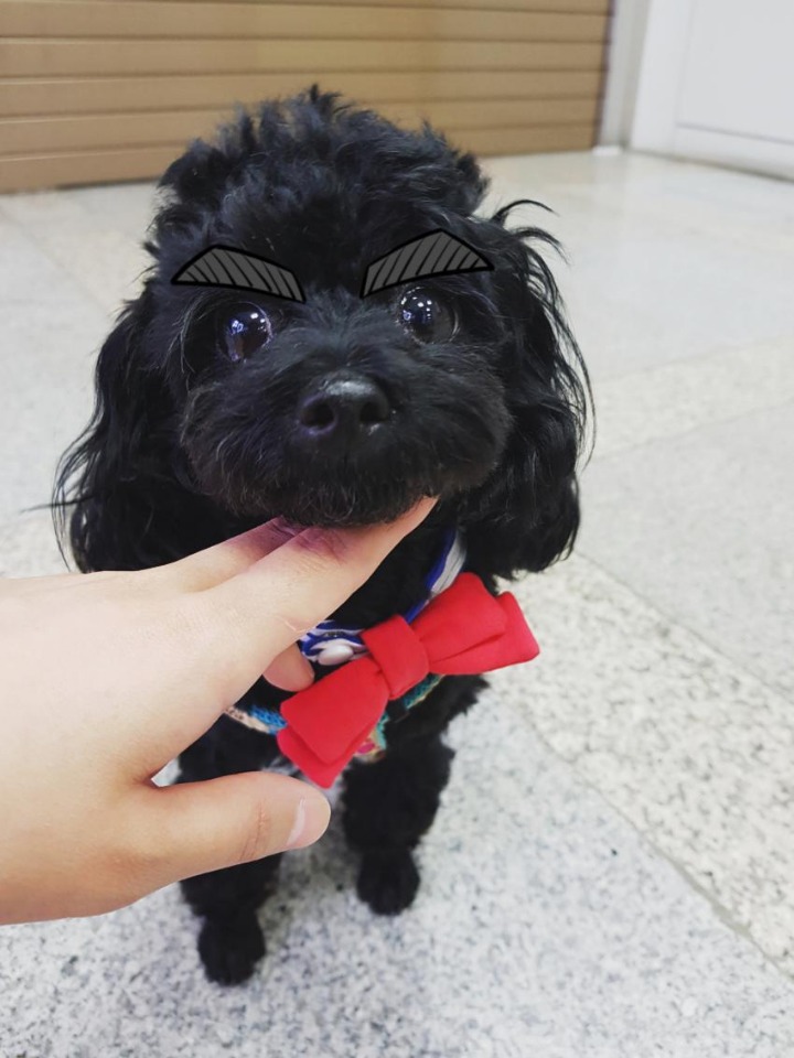 멍갤에 올라온 사람이였으면 연예인 했을거라는 강아지.jpgif | 인스티즈
