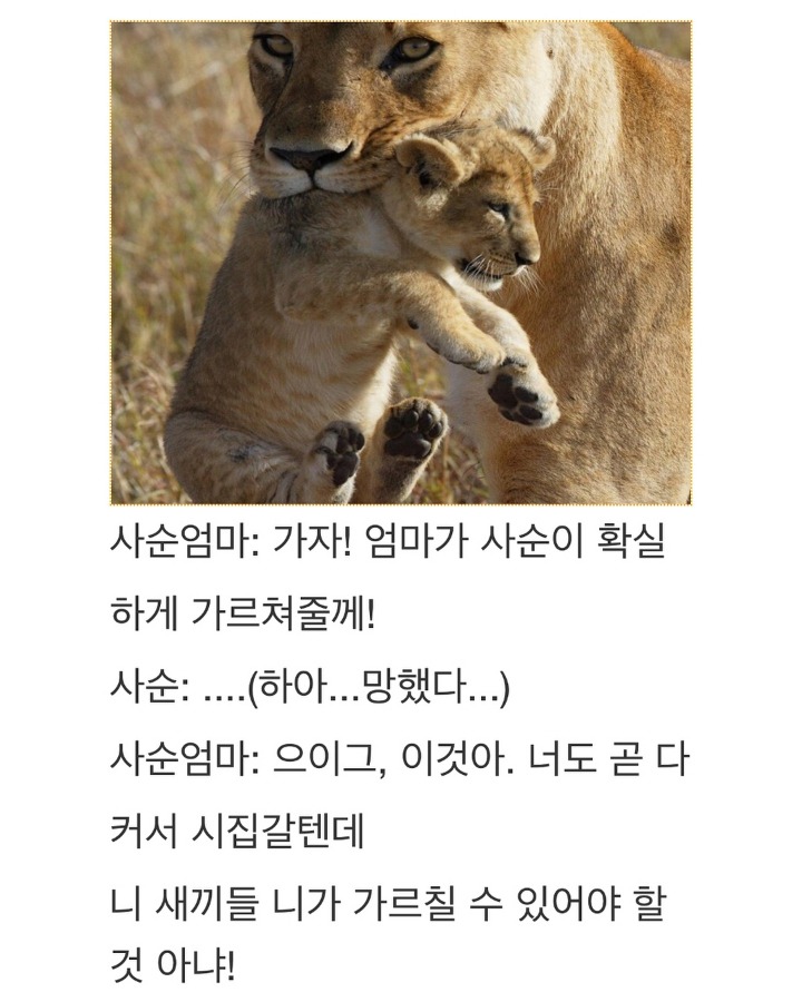 엄마사자의 내리사랑 | 인스티즈