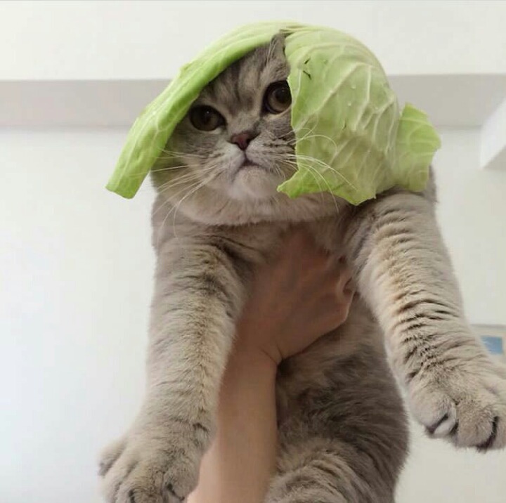 고양이 단짠단짠 모음 2탄 (귀여움 주의) | 인스티즈