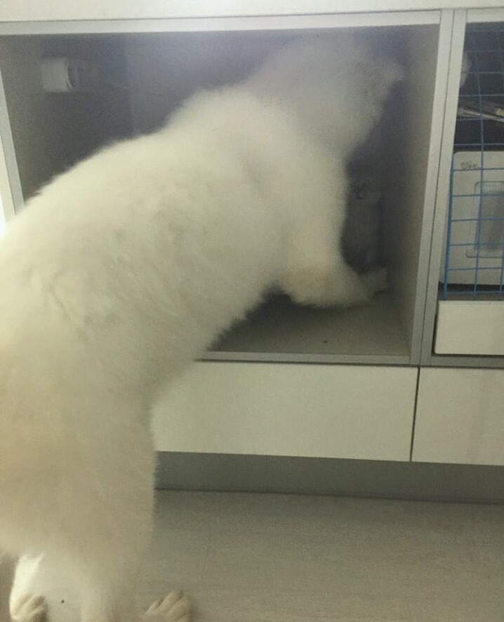 강아지가 고양이를 너무 핥아요...jpeg | 인스티즈