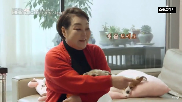  빅마마 이혜정의 스트릿출신 반려견들 (귀여움주의) | 인스티즈