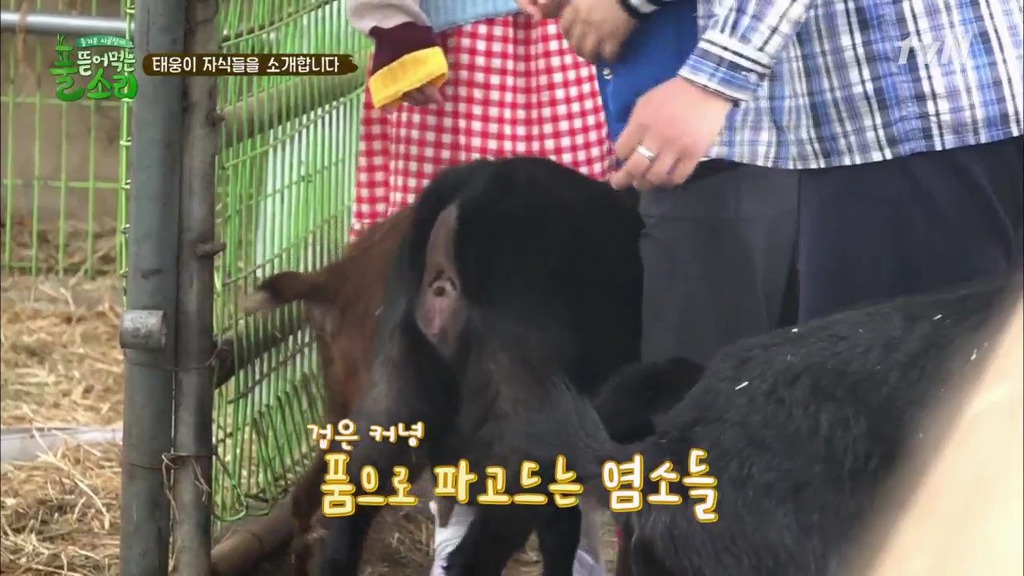 [풀뜯어먹는소리] 닭에서 시작해 소까지 살 수 있게 된 중딩농부 태웅.jpg | 인스티즈