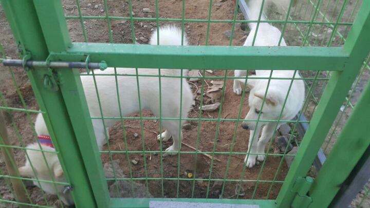 혹시 창녕 매실이 사건알아?부탁이야 우리 백구도 누가데려가버렸어. 나 우리 백구도 이렇게 잃으면 죽어버릴거야. 혹시 우리백구 본사람 임보라도 해줘 부탁 | 인스티즈