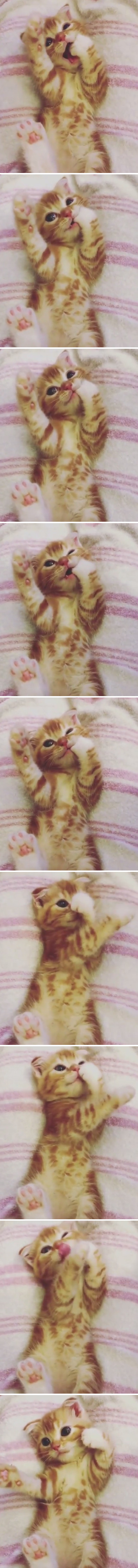 애기 냥이.gif | 인스티즈