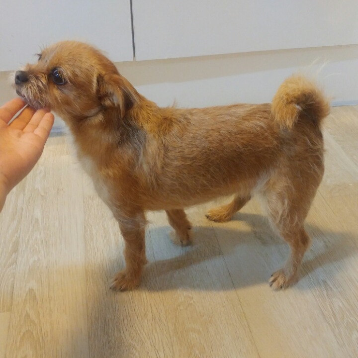랑이 이미지