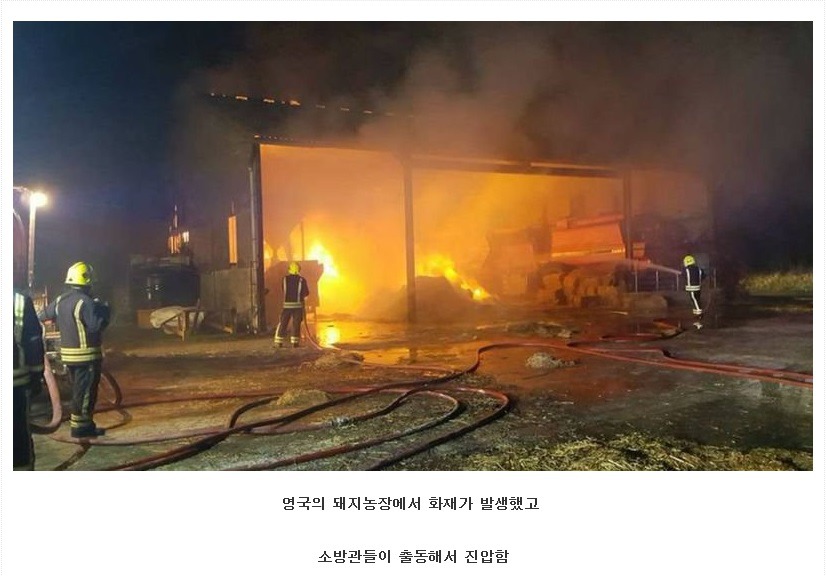 화재현장에서 돼지를 구하고 받은 선물 | 인스티즈