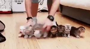 고독한고양이방 에서 주운 쟉고소중한 뽀시래기 고양이 짤 | 인스티즈
