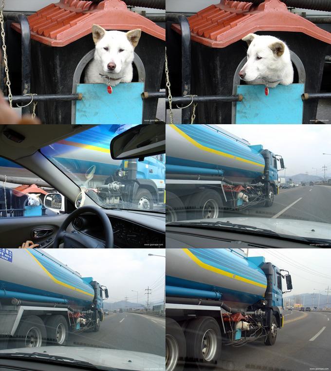 한국의 흔한 개집.jpg | 인스티즈