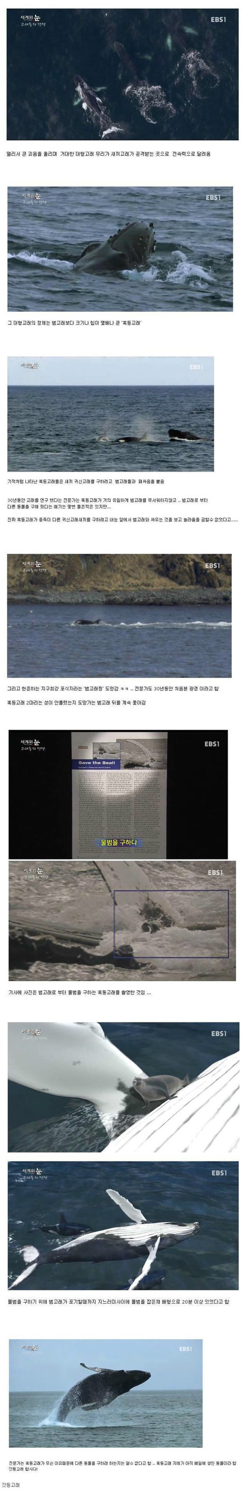 혹등고래의 선행. jpg | 인스티즈