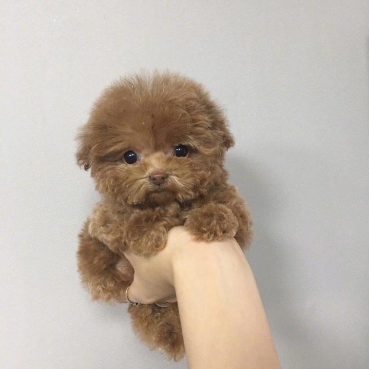 한 손에 잡히는 귀여운 멍멍이들.jpg | 인스티즈