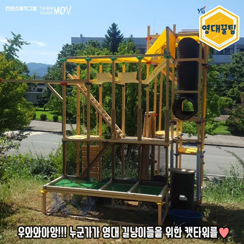 교내 길고양이들한테 밥 주지 말라는 학교 | 인스티즈