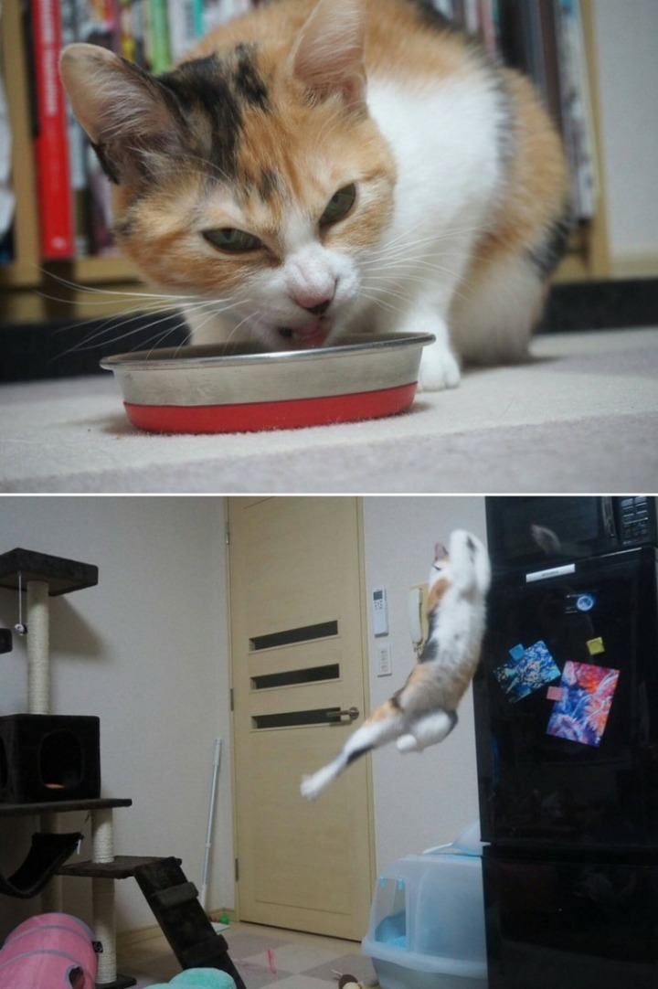 망한 고양이 사진대회.JPG | 인스티즈