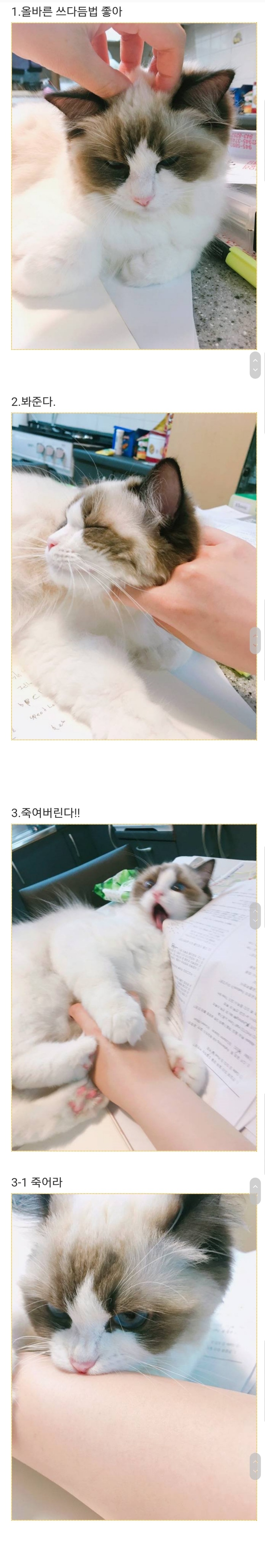 고양이 쓰담 설명서 | 인스티즈