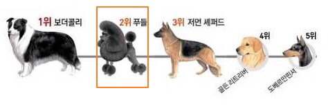 엄청 똑똑한데 자기가 하기 싫고 귀찮은 일은 절대 안하는 견종 甲. jpg | 인스티즈