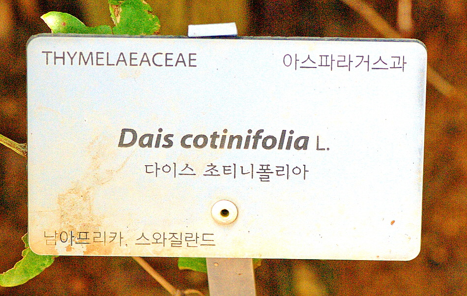 코티니 이미지