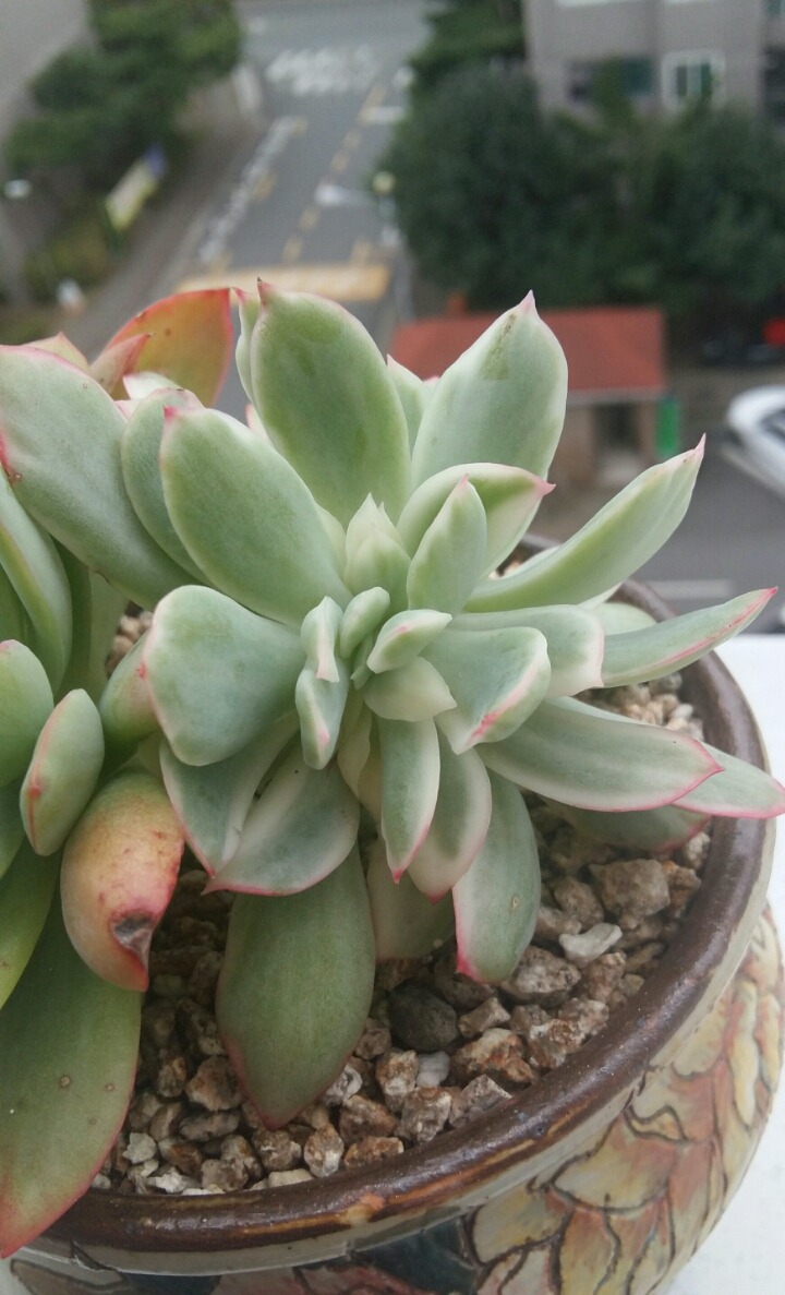 러우완 이미지