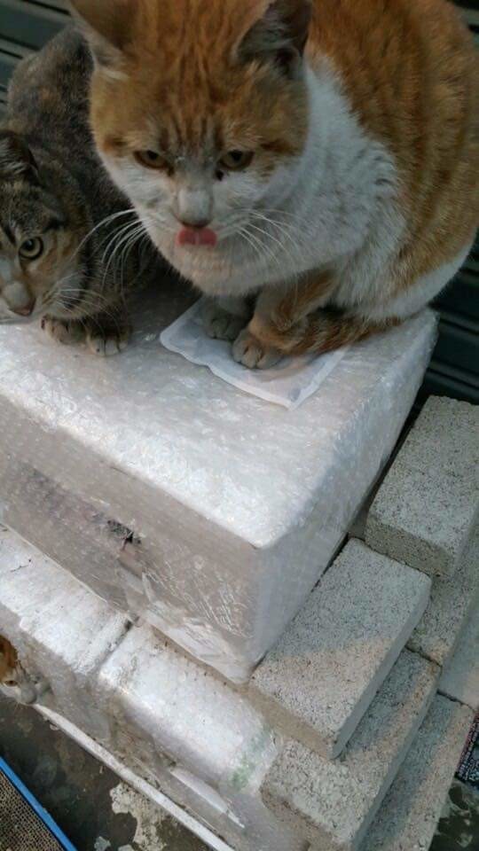 핫팩을 얻은 냥냥이.jpg | 인스티즈