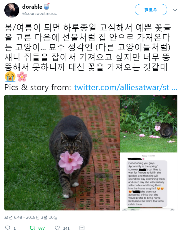 쏘 스윗한 고양이 | 인스티즈