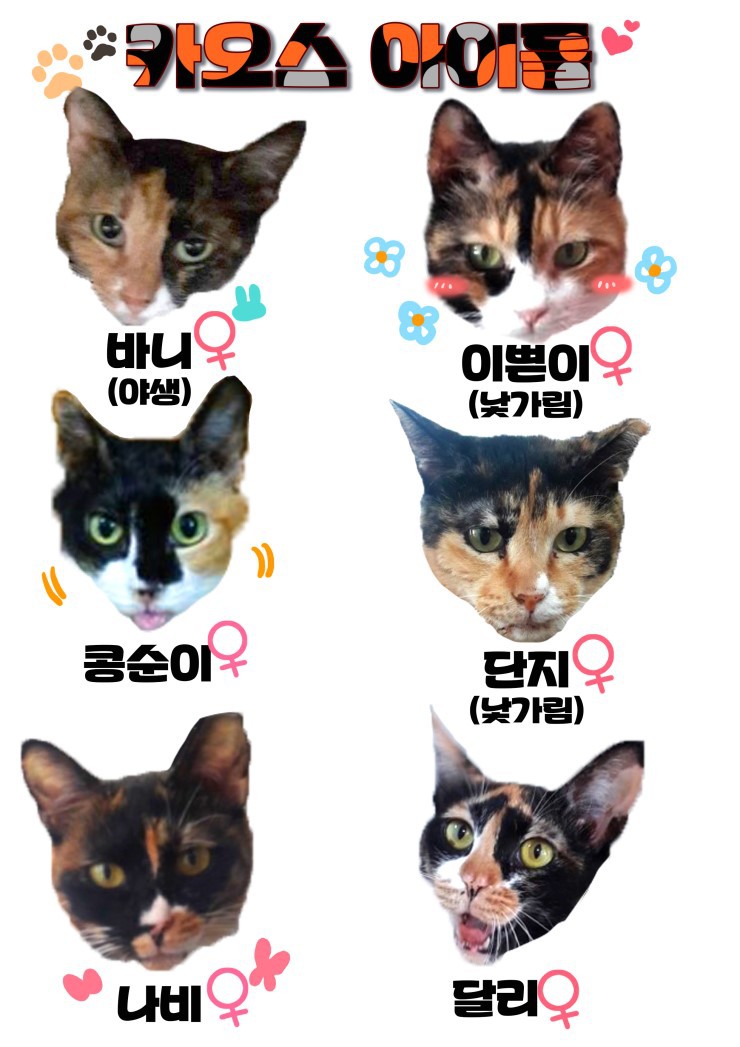 마산의 애니멀호더에게서 구조한 60여마리의 고양이를 도와주세요! 한달 뒤 쉼터가 폐쇄되어 갈 곳이 없습니다.. | 인스티즈