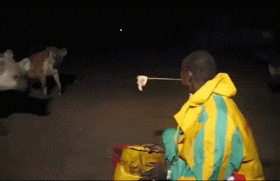 하이에나 애완동물화 | 인스티즈