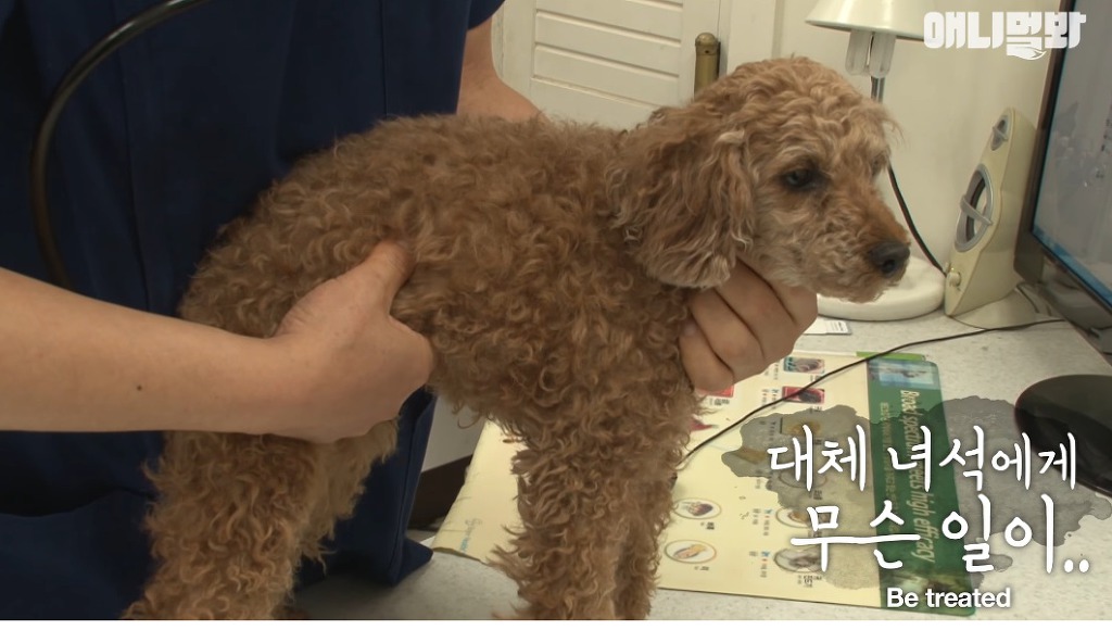 대낮에 남의 개를 납치한 여자 | 인스티즈