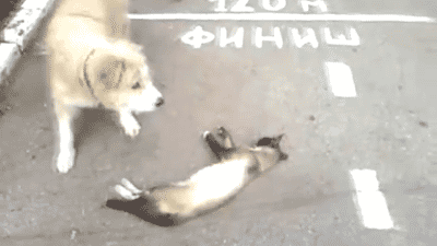 냥아치랑 댕댕이.gif | 인스티즈