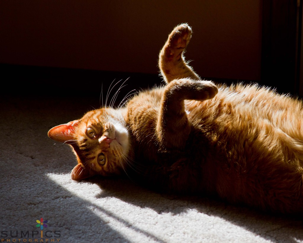 햇빛과 고양이 | 인스티즈