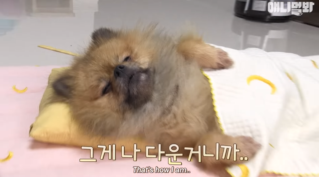 [동물농장] 누워있길 좋아하는 강아지 오쏠이 | 인스티즈