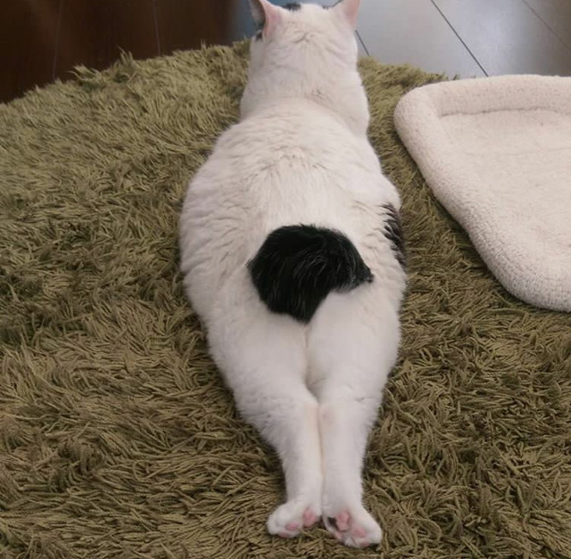 궁디가 까만 고양이 | 인스티즈